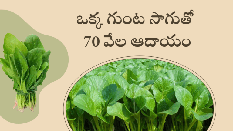 70 Thousand Income From Cultivation of one Pit